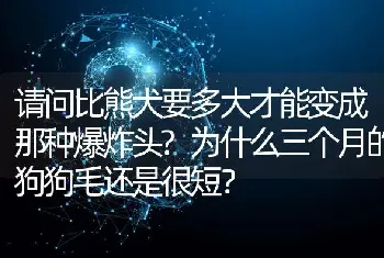 请问比熊犬要多大才能变成那种爆炸头?为什么三个月的狗狗毛还是很短？