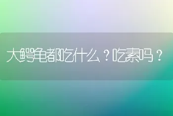 萨摩耶耳朵发黄为什么？