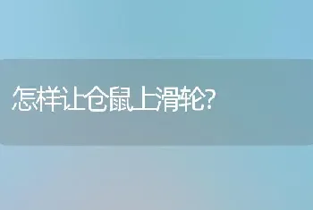 怎样让仓鼠上滑轮？