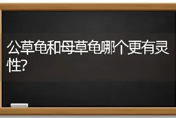 公草龟和母草龟哪个更有灵性？