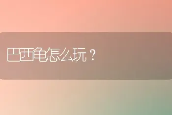 巴西龟怎么玩？