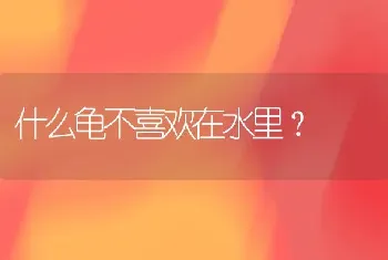 养殖石金钱龟水位过高会怎么样？