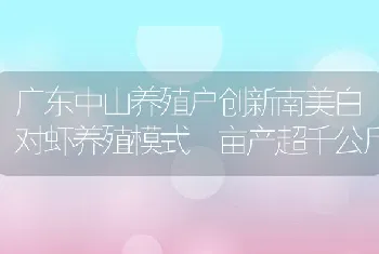 广东中山养殖户创新南美白对虾养殖模式亩产超千公斤