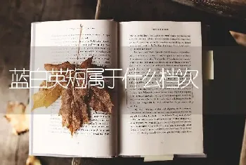 蓝白英短属于什么档次