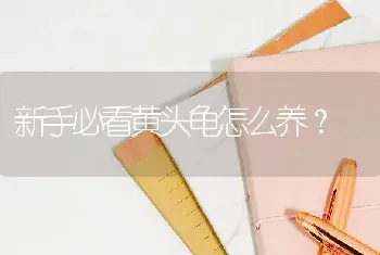 新手必看黄头龟怎么养？