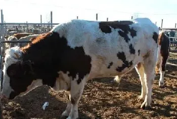 肉牛食欲差怎么办？教你三招进行应对！