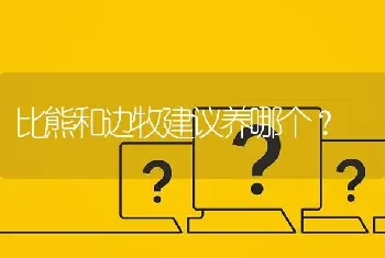 比熊和边牧建议养哪个？