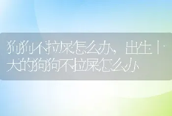 狗狗不拉屎怎么办，出生十天的狗狗不拉屎怎么办