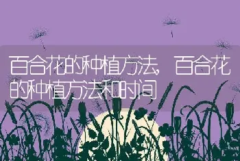 百合花的种植方法，百合花的种植方法和时间