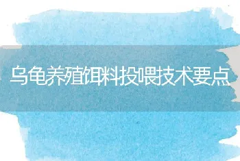 乌龟养殖饵料投喂技术要点