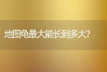 地图龟最大能长到多大？