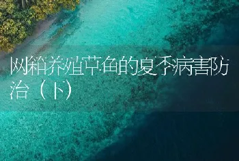 网箱养殖草鱼的夏季病害防治（下）