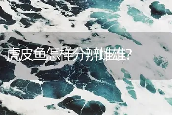 虎皮鱼怎样分辨雌雄？