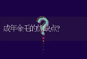 成年金毛的优缺点？