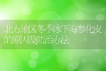 北方地区冬季冰下海参化皮的原因及防治办法