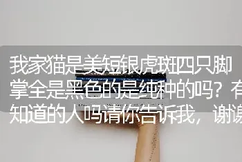 我家猫是美短银虎斑四只脚掌全是黑色的是纯种的吗？有知道的人吗请你告诉我，谢谢？