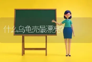 什么乌龟壳最漂亮？