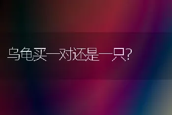 乌龟买一对还是一只？