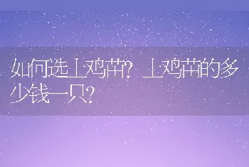 如何选土鸡苗?土鸡苗的多少钱一只?