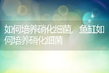 如何培养硝化细菌，鱼缸如何培养硝化细菌