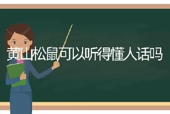 黄山松鼠可以听得懂人话吗