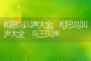 相思鸟叫声大全，相思鸟叫声大全 鸟王叫声