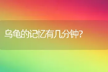 乌龟的记忆有几分钟？