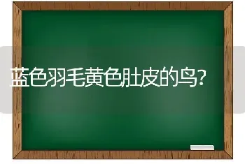 蓝色羽毛黄色肚皮的鸟？