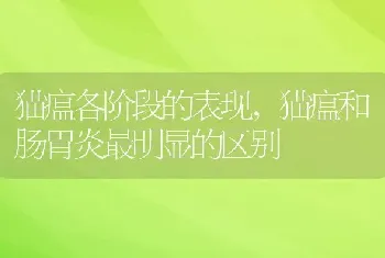 猫瘟各阶段的表现，猫瘟和肠胃炎最明显的区别