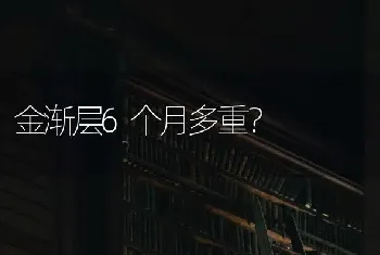 金渐层6个月多重？