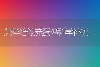 怎样给笼养蛋鸡科学补钙