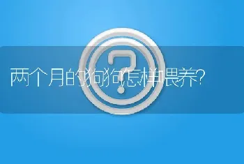 两个月的狗狗怎样喂养？