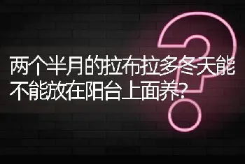 两个半月的拉布拉多冬天能不能放在阳台上面养？