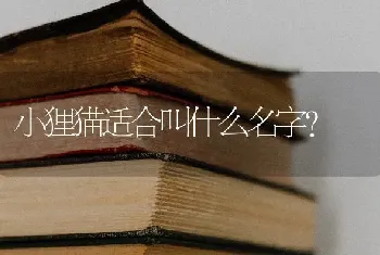 小狸猫适合叫什么名字？