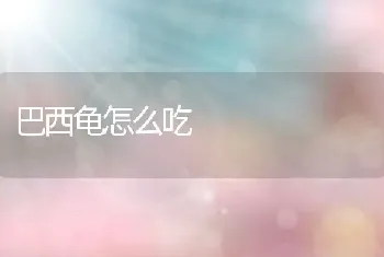 巴西龟怎么吃