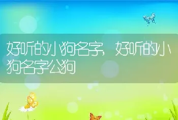 好听的小狗名字，好听的小狗名字公狗