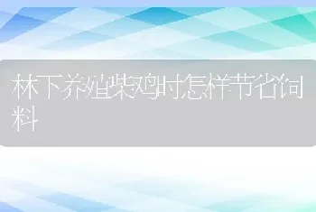 林下养殖柴鸡时怎样节省饲料