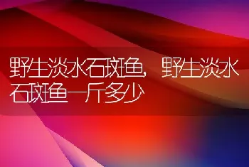 野生淡水石斑鱼，野生淡水石斑鱼一斤多少