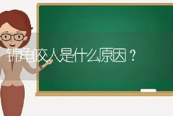 锦龟咬人是什么原因？