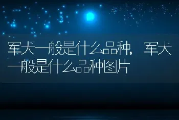 军犬一般是什么品种，军犬一般是什么品种图片