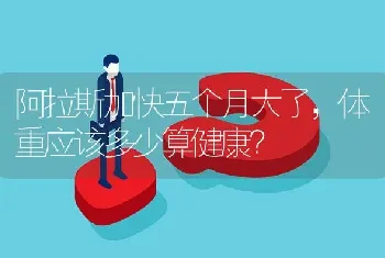 阿拉斯加快五个月大了，体重应该多少算健康？