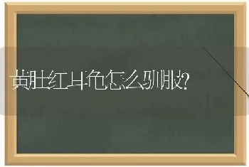 猫咪会感冒吗？