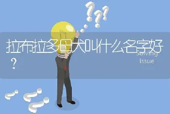 拉布拉多母犬叫什么名字好？