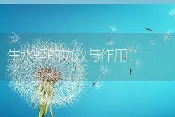 生水蛭的功效与作用