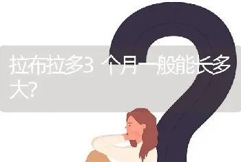 拉布拉多3个月一般能长多大？