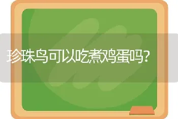 珍珠鸟可以吃煮鸡蛋吗？