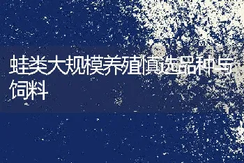 蛙类大规模养殖慎选品种与饲料