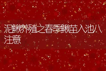 泥鳅养殖之春季鳅苗入池八注意