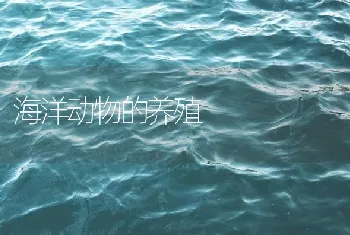 海洋动物的养殖