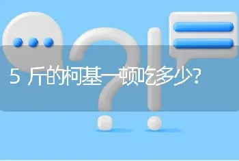 5斤的柯基一顿吃多少？